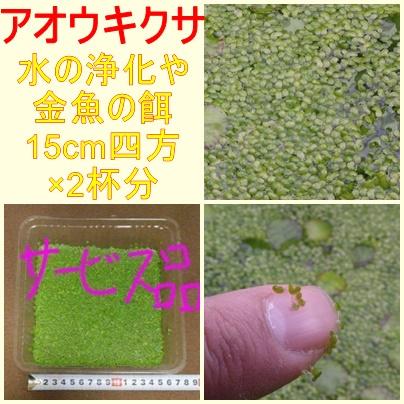 浮草（アオウキクサ）サービス品　×　2杯1枚目の画像
